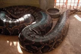 Tận mục những loài trăn như quái vật khổng lồ, đố ai dám tiếp cận