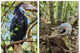 14 loài động vật cực hiếm được thả về rừng tự nhiên