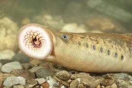 Loại cá có hình dạng đáng sợ nhưng được các bà nội trợ săn lùng