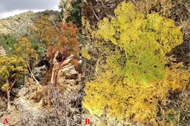 Loài cây đã tuyệt chủng cách đây 2.000 năm bất ngờ quay trở lại