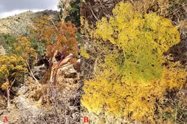 Loài cây đã tuyệt chủng cách đây 2.000 năm bất ngờ quay trở lại