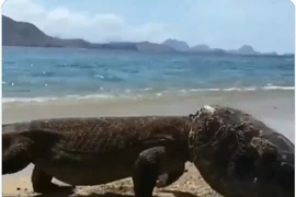 Ngạc nhiên động vật “mình rồng, đầu mai rùa” dạo chơi bên bờ biển