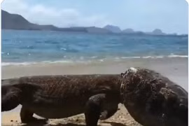 Ngạc nhiên động vật “mình rồng, đầu mai rùa” dạo chơi bên bờ biển