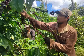 Cả họ, cả làng ăn núi ngủ rẫy một tháng, hái cà phê kiếm Tết