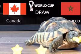 Thần rùa bất ngờ tiên tri tỉ số World Cup 2022 ngày 1/12