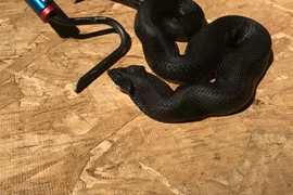 Ngả mũ thán phục loài rắn kỳ lạ có tài “giả mạo” xuất chúng