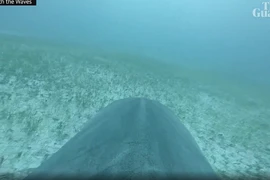 Gắn camera vào cá mập hổ, phát hiện “khu rừng” khổng lồ dưới đáy biển