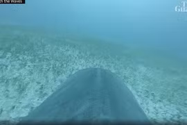 Gắn camera vào cá mập hổ, phát hiện “khu rừng” khổng lồ dưới đáy biển