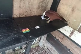 Đại bàng Romeo bất ngờ tiên tri tỉ số World Cup 2022 ngày 2/12