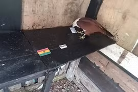 Đại bàng Romeo bất ngờ tiên tri tỉ số World Cup 2022 ngày 2/12