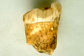 Con người mang dòng máu lai của loài ăn thịt cả ma mút? 