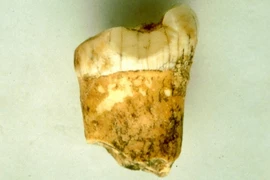 Con người mang dòng máu lai của loài ăn thịt cả ma mút? 