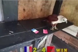 World Cup 2022: Đại bàng, thần rùa dự đoán kết quả trận Pháp - Maroc