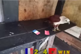 World Cup 2022: Đại bàng, thần rùa dự đoán kết quả trận Pháp - Maroc