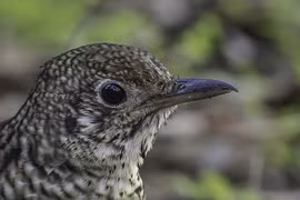 Top sự thật giật mình về các loài chim không hẳn ai cũng biết 