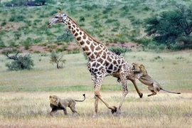 Loài động vật có thể giết chết sư tử?