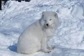 Phát hiện con vật mắc cạn, giật mình nhận ra “linh thú” trong truyền thuyết