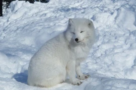 Phát hiện con vật mắc cạn, giật mình nhận ra “linh thú” trong truyền thuyết