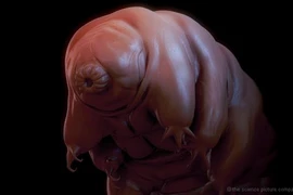 Phát hiện "công chúa ngủ trong rừng" đóng băng 30 năm bất ngờ sống lại 