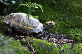 Tò mò loài rùa cực hiếm được phát hiện tại Khu bảo tồn Pù Hu