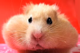 Kinh ngạc những động vật có chiếc miệng rộng khủng: Bất ngờ số 1! 