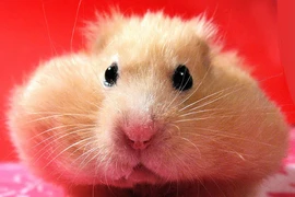 Kinh ngạc những động vật có chiếc miệng rộng khủng: Bất ngờ số 1! 