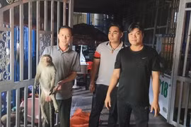 Khỉ đuôi dài bị điện giật bất tỉnh ở TP.HCM là loài cực hiếm? 