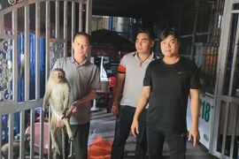 Khỉ đuôi dài bị điện giật bất tỉnh ở TP.HCM là loài cực hiếm? 