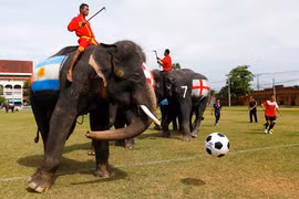 Voi đá bóng điêu luyện ở Thái Lan