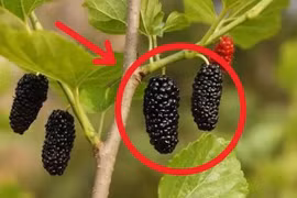 5 loại cây trồng trong dương trạch, con cháu 3 đời khốn khó lao đao