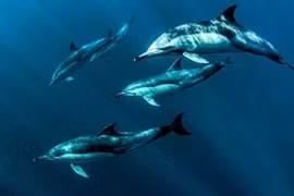 Xúc động đàn cá heo “hộ tống” cô bé 15 tuổi bị đuối nước