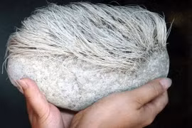 Nhặt được viên đá "mọc tóc bạc phơ”, chuyên gia phong tỏa cả làng