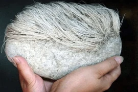 Nhặt được viên đá "mọc tóc bạc phơ”, chuyên gia phong tỏa cả làng