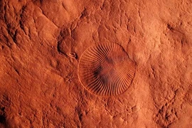 Chấn động bằng chứng cuộc tuyệt chủng hàng loạt của Trái đất cổ đại