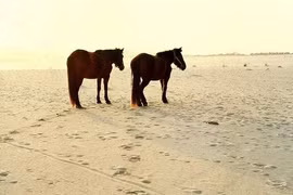 Sa mạc “đắt” nhất Trung Quốc, đổi 1kg gạo lấy 1kg cát không được?