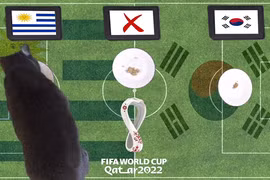 Mèo tiên tri, vẹt vui nhộn dự đoán sốc tỉ số World Cup 2022 24/11