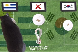 Mèo tiên tri, vẹt vui nhộn dự đoán sốc tỉ số World Cup 2022 24/11