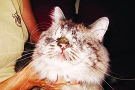 Những chú mèo kỳ lạ cứ ngỡ chỉ có trong truyện tranh