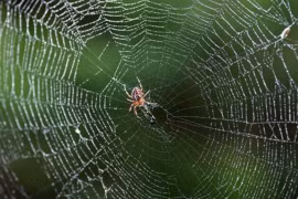  Cách đuổi nhện: Công thức độc đáo chỉ với vỏ cam