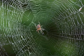  Cách đuổi nhện: Công thức độc đáo chỉ với vỏ cam