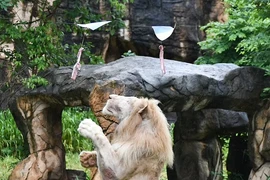 World Cup 2022: Mèo tiên tri, thần rùa dự đoán kết quả trận Argentina - Croatia