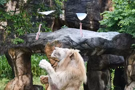 World Cup 2022: Mèo tiên tri, thần rùa dự đoán kết quả trận Argentina - Croatia