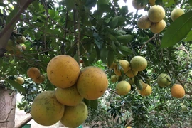 Bưởi Diễn bất ngờ được mùa, nông dân khấp khởi có Tết ấm