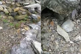 Lạ lùng “dòng suối nhút nhát“, nghe tiếng gọi là rút cạn trơ đáy 