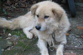 Điểm danh “Bộ tứ quốc khuyển” cực quý của Việt Nam