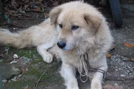 Điểm danh “Bộ tứ quốc khuyển” cực quý của Việt Nam