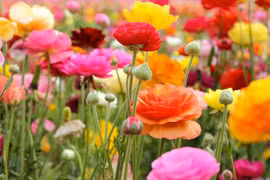 Sinh vào 6 ngày Âm này, nam hay nữ đều giỏi giang, hưởng phú quý 