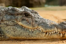 Tại sao cá sấu lại rơi nước mắt?