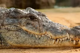 Tại sao cá sấu lại rơi nước mắt?