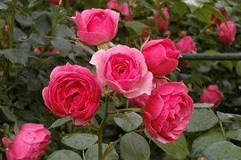 Ngày sinh Âm lịch kết thúc bằng 4 số này, hậu vận ấm êm